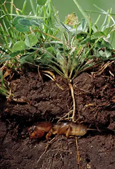 Gryllotalpa: Mole Cricket - digging underground hole