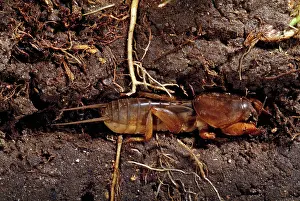 Gryllotalpa: MOLE CRICKET - underground, cross-section of earth / soil