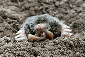 Earthworms: Mole - eating worm
