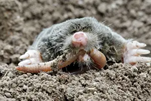 Earthworms: Mole - eating worm