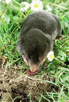 Moles: MOLE - eating a worm near its hole