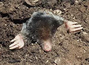 Moles: MOLE - emerging