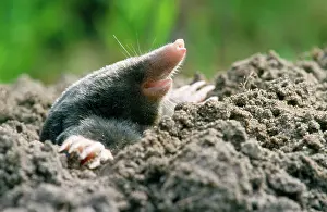 Moles: Mole - emerging from the ground