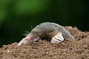 Moles: Mole - emerging from hole
