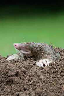 Moles: Mole - emerging from hole