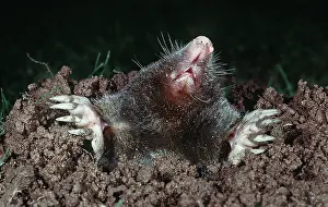Moles: Mole