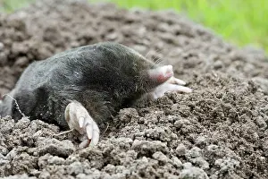 Moles: Mole - emerging from molehole in lawn