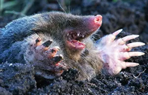 Digging: Mole European mole (Talpa europaea) digging a tunnel