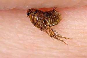 Flea: Mole Flea - on human skin