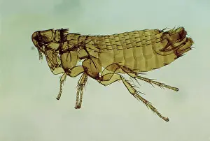 Flea: Mole flea - male, x 10 magnification