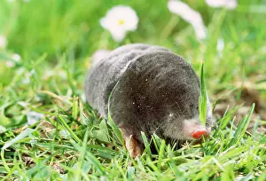 Moles: Mole - foraging on surface