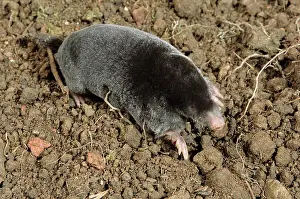 Moles: MOLE - FORAGING ON SURFACE