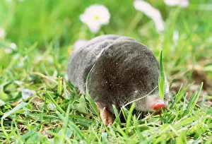 Moles: MOLE - FORAGING ON SURFACE