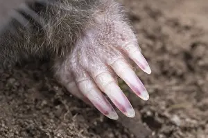 Digging: Mole forefoot with digging claws - Norfolk UK