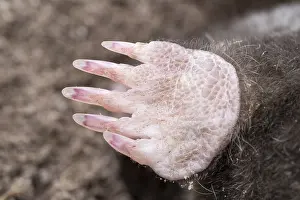 Digging: Mole forefoot with digging claws - Norfolk UK