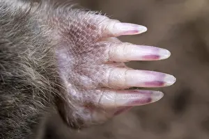 Digging: Mole forefoot with digging claws - Norfolk UK