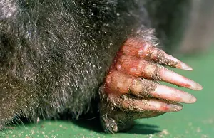 Nails: Mole - front paw