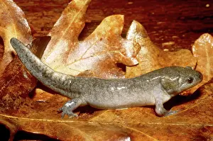 Ambystomatidae: Mole Salamander