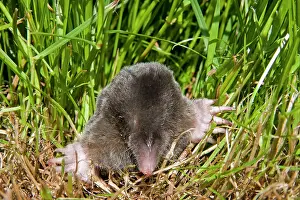 Moles: Mole - Single adult emerging into the open