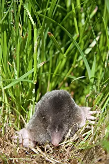 Moles: Mole - Single adult emerging into the open