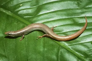 Scincidae: Mole Skink