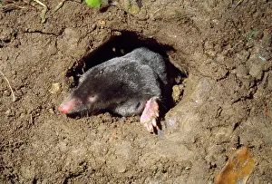 Moles: Mole - in underground hole