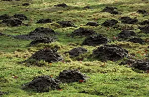 Moles: Molehills - in meadow
