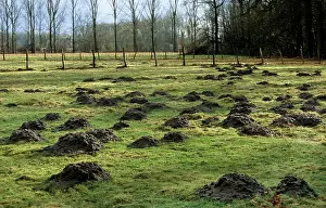 Moles: Molehills - in meadow