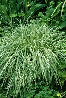 Molinia: Molinia Grass - ornamental