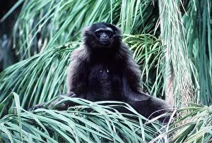Apes: MOLOCH GIBBON