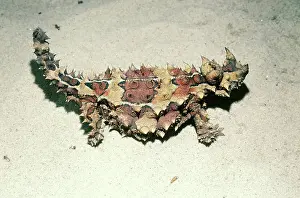 Horridus: Moloch Lizard (Moloch horridus)