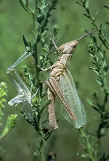 Moulting: Molting Grasshopper