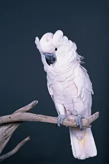 Cockatoos: Moluccan cockatoo