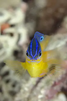Damsel: Moluccan Damsel - Sub-adult - Mangrove Ridge