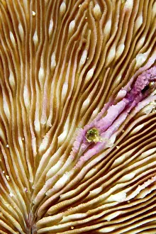 Moluccensis: Moluccen Mushroom Coral