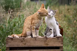 Board: A moment of tenderness between Cats sat on a wooden box