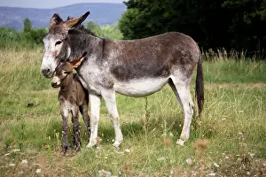 Wheedling: A moment of tenderness between female Ass and its Ass's Foal