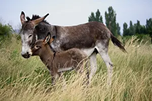 Wheedling: A moment of tenderness between female Ass and its Ass's Foal