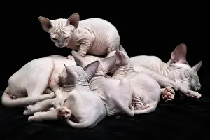 Suck: Mommy Canadian Sphynx cat lies and feeding milk