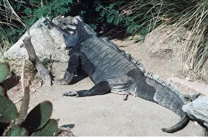 Iguana: Mona Island Iguana