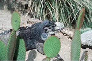 Iguana: Mona Island Iguana