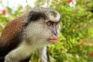 Etang: Mona Monkey (Cercopithecus mona) near Grand