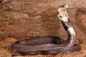 Naja: Monacled Cobra, Naja naja kaouthia, Native
