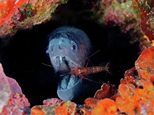 Prawn: A monaco cleaner shrimp (Lysmata seticaudata) cleans