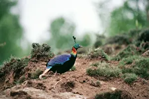 Monal: MONAL PHEASANT