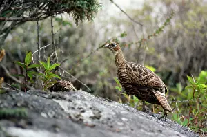 Monal: Monal PHEASANT - Female with 2 week old chick