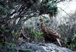 Juniper: MONAL PHEASANT - under Juniper Bush