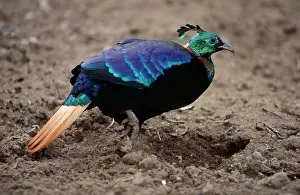 Monal: Monal Pheasant - male, feeding in potato field