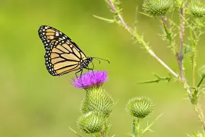Monarch: Monarch on Bull thistle