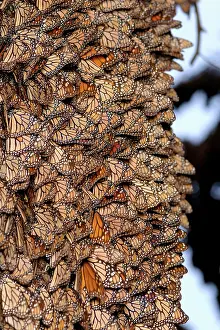 Cluster: Monarch Buttefly Cluster